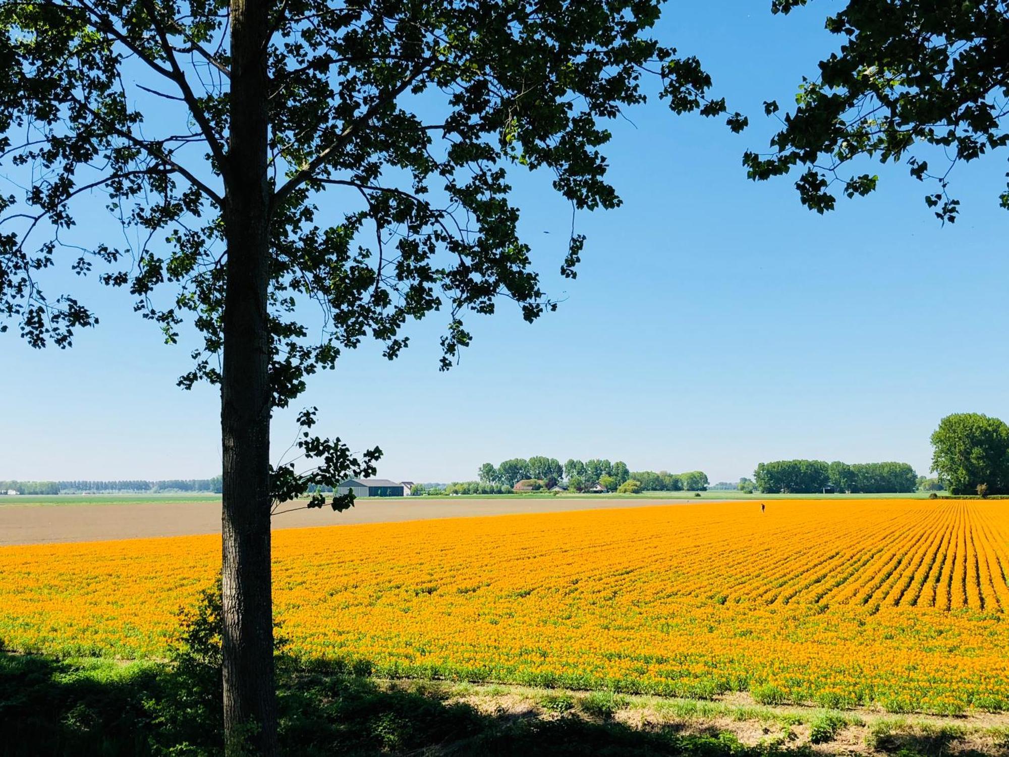 Bed and Breakfast Slapen Bij De Zeeuwse Lala IJzendijke Exterior foto